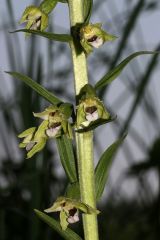 Epipactis bugacensis Robatsch