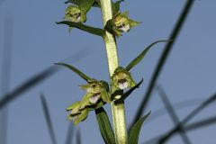 Epipactis bugacensis Robatsch