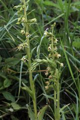 Epipactis bugacensis Robatsch