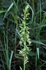 Epipactis bugacensis Robatsch