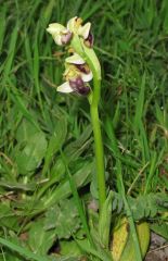 Ophrys pallida Raf.