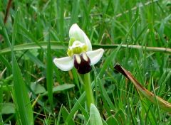 Ophrys pallida Raf.