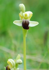 Ophrys pallida Raf.
