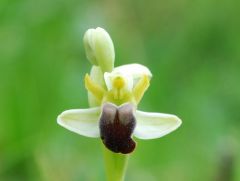 Ophrys pallida Raf.