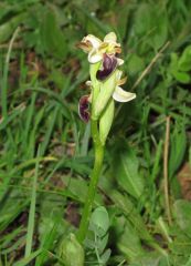 Ophrys pallida Raf.