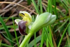 Ophrys pallida Raf.