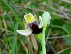 Ophrys pallida Raf.