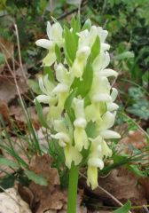 Dactylorhiza romana subsp. markusii (Tineo) Holub