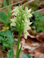 Dactylorhiza romana subsp. markusii (Tineo) Holub