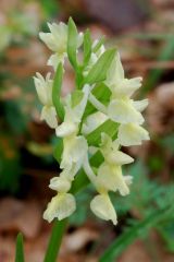 Dactylorhiza romana subsp. markusii (Tineo) Holub