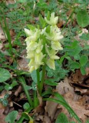 Dactylorhiza romana subsp. markusii (Tineo) Holub