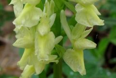 Dactylorhiza romana subsp. markusii (Tineo) Holub