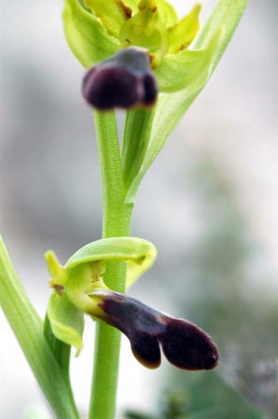 Ophrys mirabilis Geniez & Melki