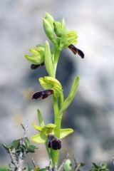 Ophrys mirabilis Geniez & Melki