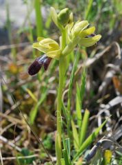 Ophrys mirabilis Geniez & Melki