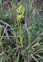 Ophrys mirabilis Geniez & Melki