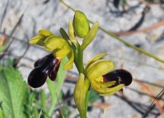 Ophrys mirabilis Geniez & Melki