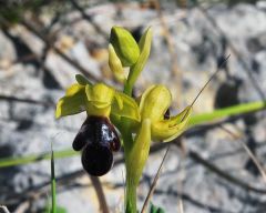 Ophrys mirabilis Geniez & Melki