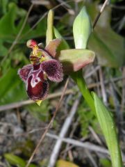 Ophrys x cosana H. Baumann & Künkele