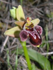 Ophrys x cosana H. Baumann & Künkele