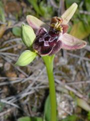 Ophrys x cosana H. Baumann & Künkele