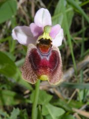 Ophrys panattensis Scrugli x Ophrys tenthredinifera Willd.