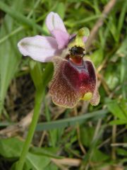 Ophrys panattensis Scrugli x Ophrys tenthredinifera Willd.