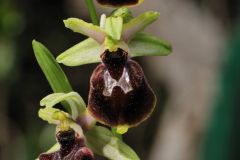 Ophrys argentaria Devillers.Tersch. & Devillers x Ophrys exaltata subsp. monti-leonis (O. Danesch & E. Danesch) Soca