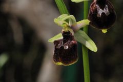 Ophrys argentaria Devillers.Tersch. & Devillers x Ophrys exaltata subsp. monti-leonis (O. Danesch & E. Danesch) Soca