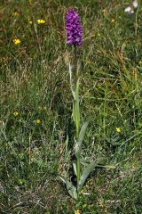 Dactylorhiza x kerneriorum (Soò) Soò