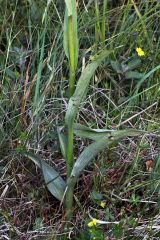 Dactylorhiza x kerneriorum (Soò) Soò