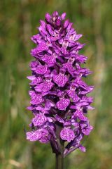 Dactylorhiza x kerneriorum (Soò) Soò