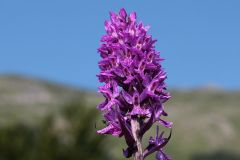 Dactylorhiza x kerneriorum (Soò) Soò