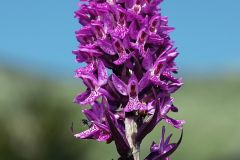 Dactylorhiza x kerneriorum (Soò) Soò