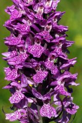 Dactylorhiza x kerneriorum (Soò) Soò