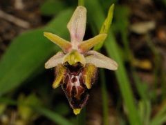 Ophrys holosericea subsp. dinarica (Kranicev & P. Delforge) Kreutz x Ophrys incubacea subsp. incubacea Bianca