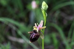 Ophrys holosericea subsp. dinarica (Kranicev & P. Delforge) Kreutz x Ophrys incubacea subsp. incubacea Bianca