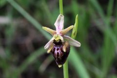 Ophrys holosericea subsp. dinarica (Kranicev & P. Delforge) Kreutz x Ophrys incubacea subsp. incubacea Bianca