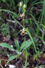 Ophrys holosericea subsp. dinarica (Kranicev & P. Delforge) Kreutz x Ophrys incubacea subsp. incubacea Bianca