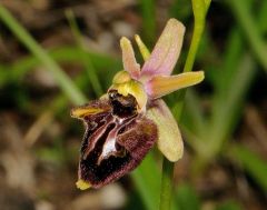 Ophrys holosericea subsp. dinarica (Kranicev & P. Delforge) Kreutz x Ophrys incubacea subsp. incubacea Bianca