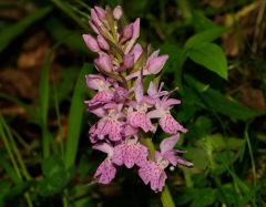 Dactylorhiza x influenza (Sennholz) Soò