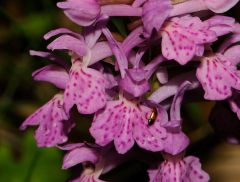 Dactylorhiza x influenza (Sennholz) Soò