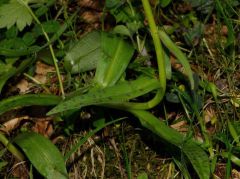 Dactylorhiza x influenza (Sennholz) Soò