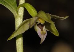 Epipactis helleborine subsp. helleborine (L.) Crantz x Epipactis leptochila subsp. neglecta Kümpel