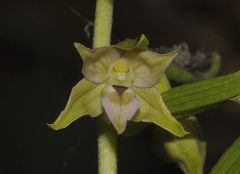 Epipactis helleborine subsp. helleborine (L.) Crantz x Epipactis leptochila subsp. neglecta Kümpel