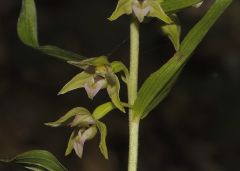 Epipactis helleborine subsp. helleborine (L.) Crantz x Epipactis leptochila subsp. neglecta Kümpel