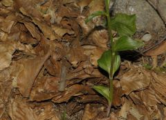 Epipactis x vermionensis B. & H. Baumann