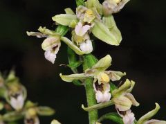 Epipactis x vermionensis B. & H. Baumann