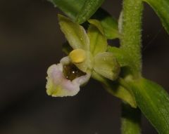 Epipactis x vermionensis B. & H. Baumann