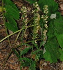 Epipactis x vermionensis B. & H. Baumann